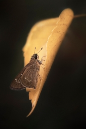 brown butterfly 