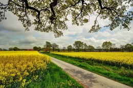 Rapeseed fields 