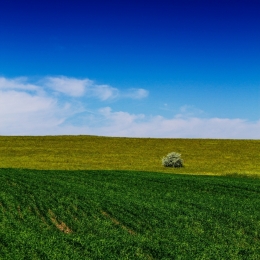 Layers and a Tree 