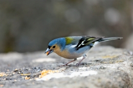 TENTILHÃO AZUL 