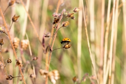 YELLOW LADYBUG 