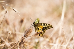 PAPILIO MACHAON 