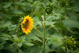 Helianthus annuus 