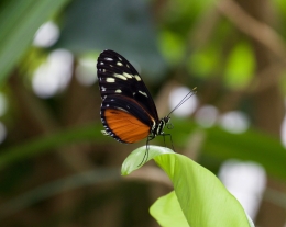 Painted Lady 