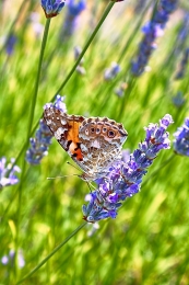 Vanessa cardui 