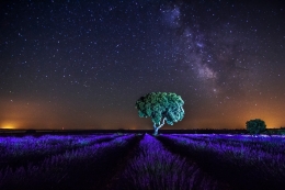 Via lactea entre lavandas 