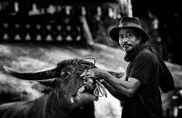 shepherd buffalo 