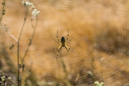 YELLOW ARACHNID 