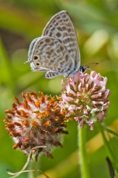 Borboleta 