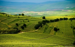 romanian wineyard 