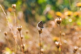 POLYOMMATUS ICARUS 