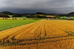 Cloudy wheat farm 