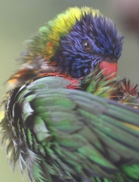 Rainbow_Lorikeet 