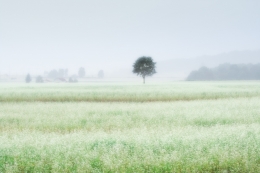 soba　field 