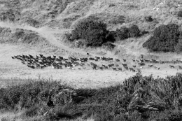 GOATS PASTORALISM 