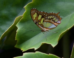 Green Butterly 