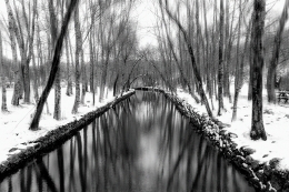 FROZEN AND NAKED FOREST 