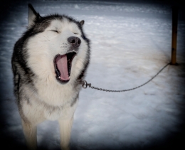 o cão do trenó 