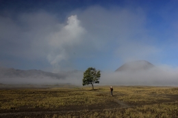 A Man and A Tree 