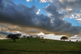 Montado de azinho 