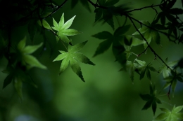 green/stillness 