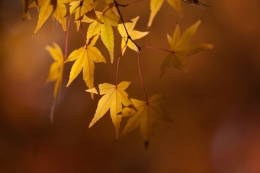 yellow maple 