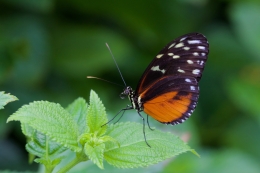 Painted Lady 2 