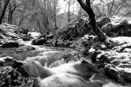 WHITE FOREST 