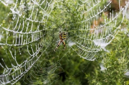 YELLOW SPIDER 