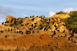 As cabrinhas da Serra 