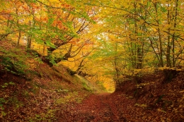 Autumn tunnel 