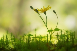 Flower in the forest 