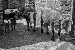 Guardadora de vacas... 