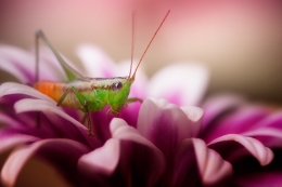 Flower and Grasshopper 