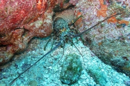 Lagosta espinhosa ( Panulirus argus ) 