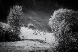 Pastoral in Sureanu Mountains 