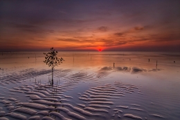 A Tree In The Sand 