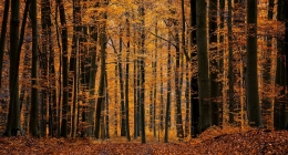 autumn forest 