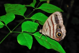 Borboleta tropical 