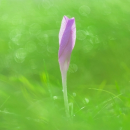 Autumn mountain flower 