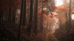 Autumn Forest 