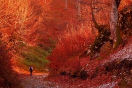 Sunset in the red forest 