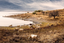 ALENTEJO - COWS HERD 