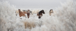 Wild horses 