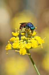 Mosca Chrysis fulgida Linnaeus, 1761 