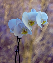 orchids 