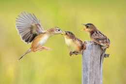 Feeding Babies 