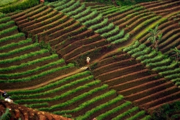 onion farmer 