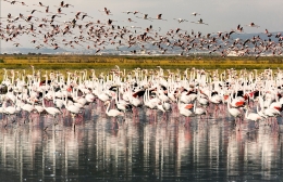 FLAMINGOS MIGRATIONS 