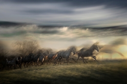 Gallop 